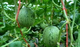 网络大瓜,揭秘娱乐圈幕后真相，带你走进明星隐私世界